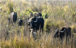 चितवनमा अर्नाको अन्त्यः हाकिम खुशी पार्ने दाताको असफल कार्यक्रम