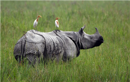 गैँडा बढेको खुसियालीमा दीपप्रज्वलन