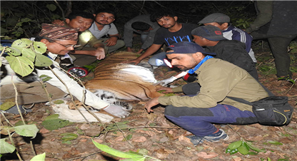 मानिसलाई आक्रमण गर्ने बाघलाई नियन्त्रणमा लिइयो, चिडियाखानामा राखिने 